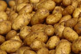 quality fresh potato for sale