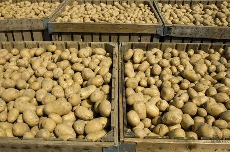 Organic  Fresh   Potato es For Sale In  Bulk 