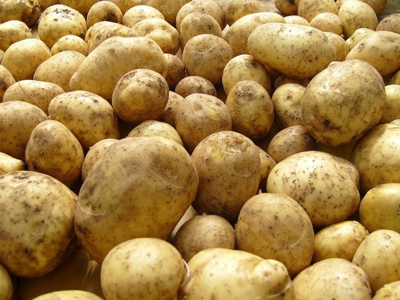 potato,Russian Federation BEST potato price supplier - 21food