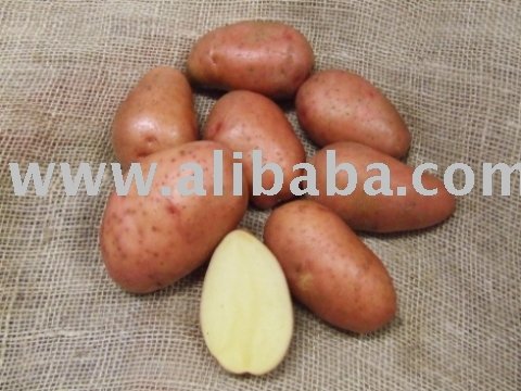 Potato Table Edible Certified