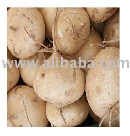 Jicama