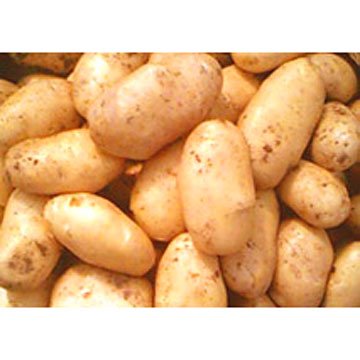 Chip Grade  Potato 