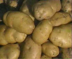 Holland Potato