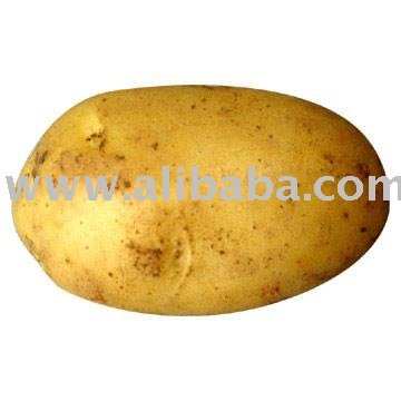 Potato