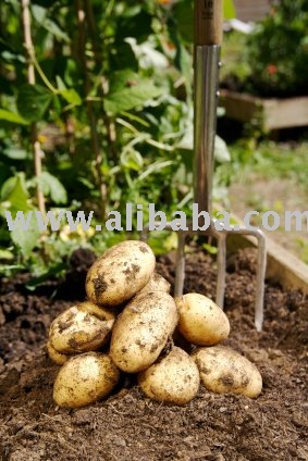 fresh potatoes,fresh onions,fresh and garlic,dessicated coconut,coconut, fresh coconut,