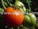 fresh spices,ginger,garlic, pepper , chilli   pepper ,onion,tomato
