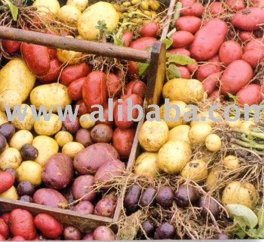Potatoes