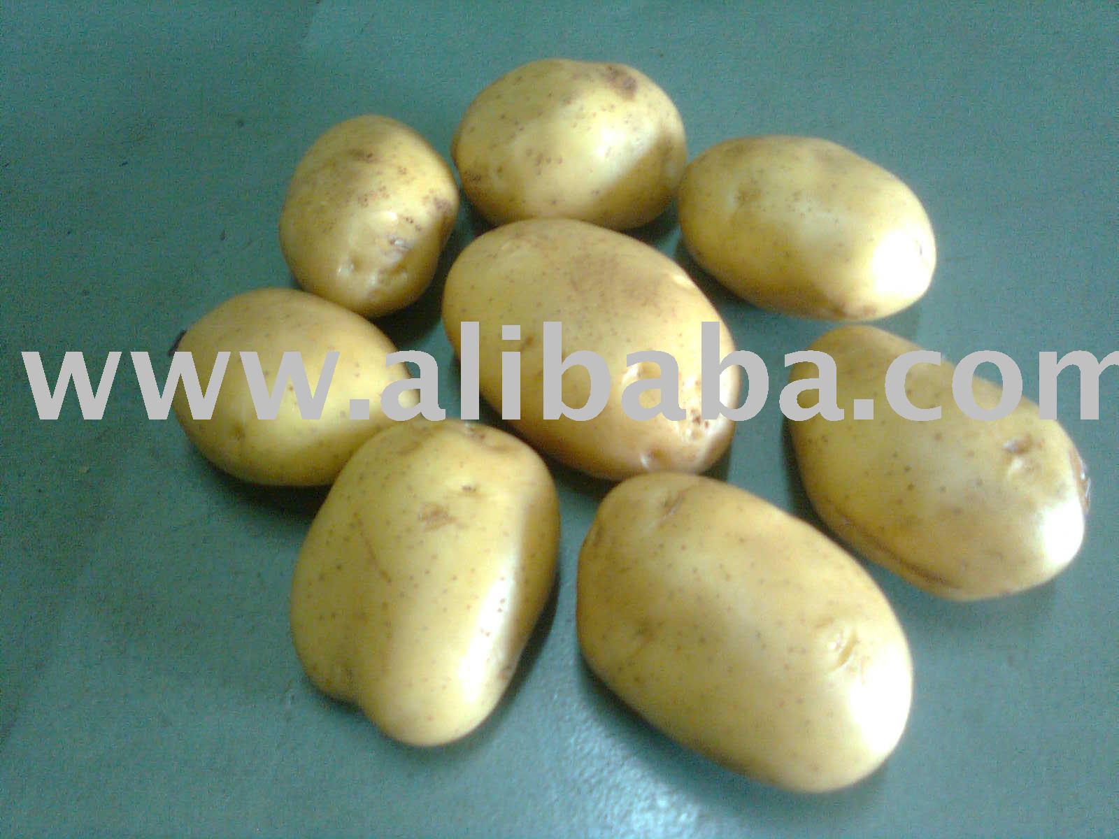 fresh potato fob price chittagong port per m.t is 535 usd
