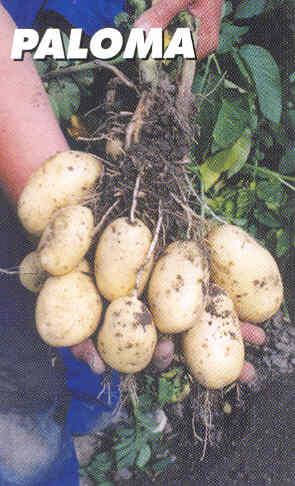 Potato