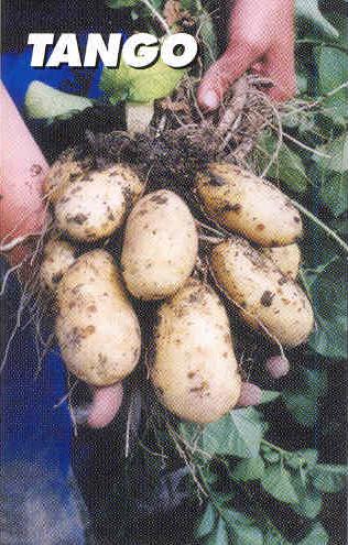  Seed   Potato 