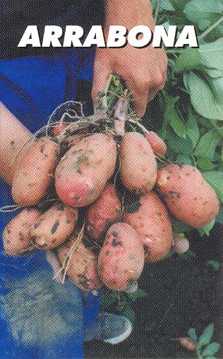 Potato Seed