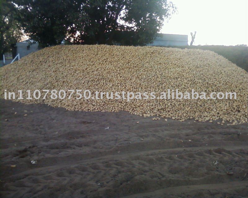 Lower Price Fresh Potatos