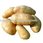 sell holland potato
