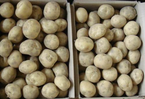 fresh potato/atlantic potato/ sweet potato