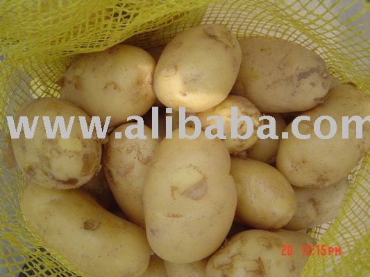 fresh potato