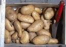 FRESH AND HEALTHY POTATOES