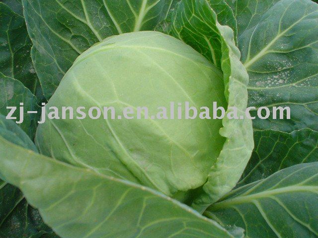 Dried Cabbage Flakes
