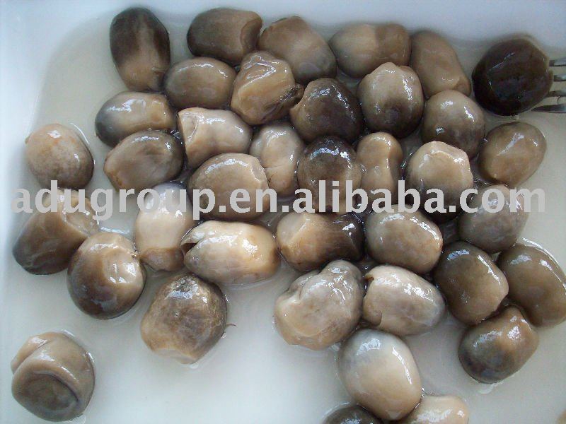 canned straw mushroom,canned mushroom