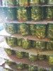 Pickled cucumber in glass jar 720ml, 540ml, 480ml
