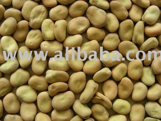 Canned Broad Beans