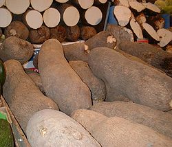 True yam