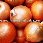 GanSu Yellow Onion