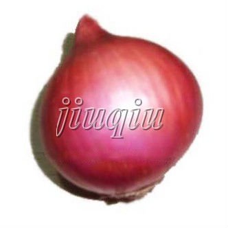 2011 crop red onion