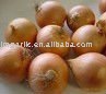 fresh yellow onion