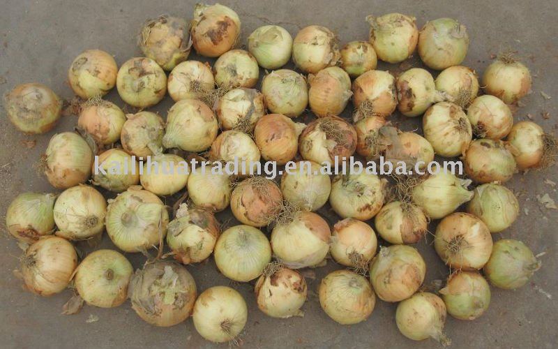 2011 New Fresh Yellow Onions