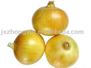 yellow fresh onion size 6cm
