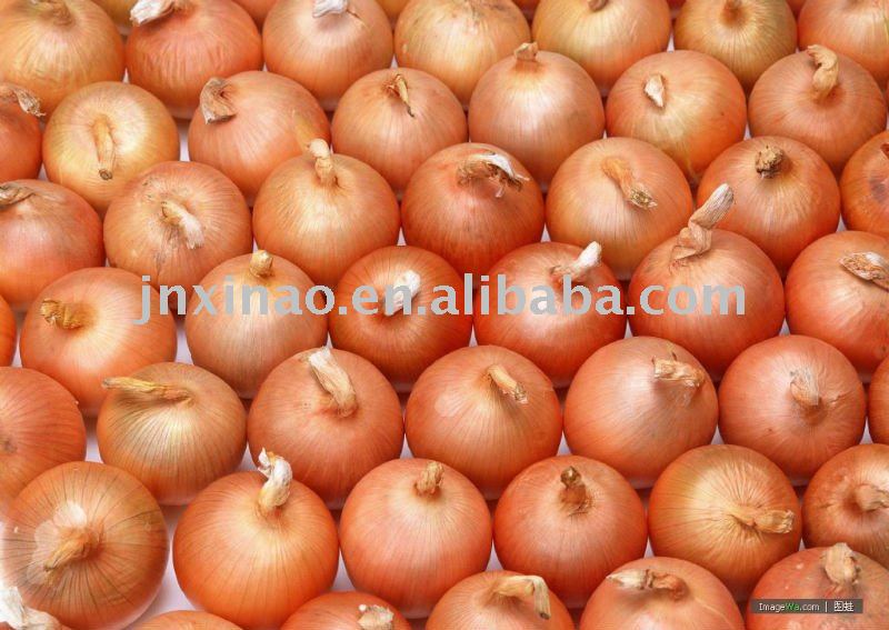 fresh onion 2011