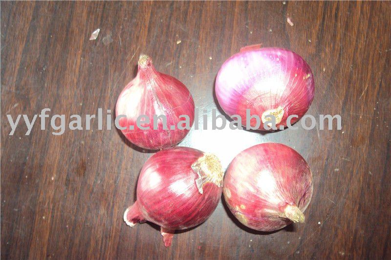 2011 new crop fresh onion of China will be coming