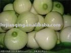 fresh onion