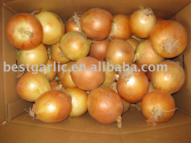 Fresh yellow onion
