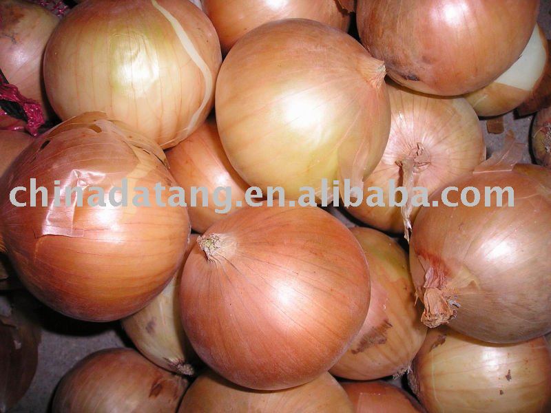 fresh onion new crop
