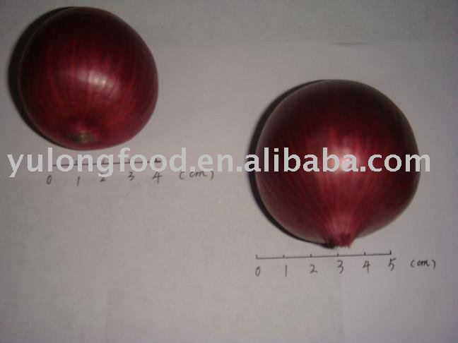  chinese   fresh   red   onion 