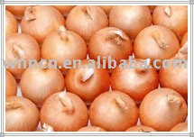 onion