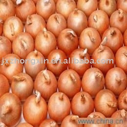 market price 2011 new crop fresh onion 7cm