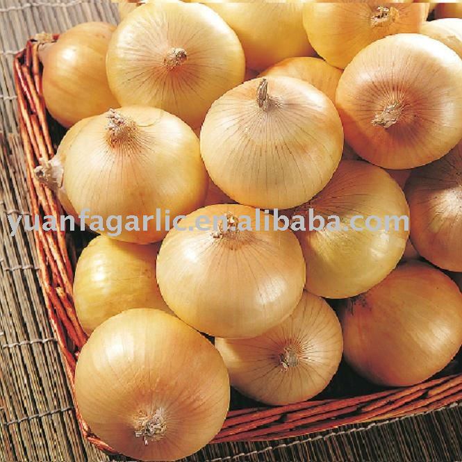 Fresh Yellow Onion in Mesh Bag Package