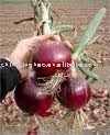 3-5CM Red Onion