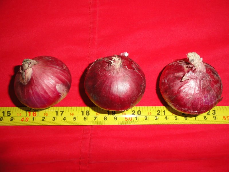 Red Fresh Onion