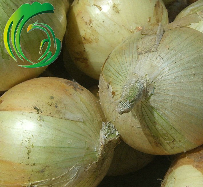 Fresh Chinese Yellow Onion 5-8cm & 8cm up suit for exporting