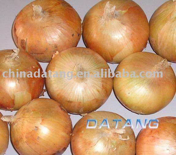 fresh onion