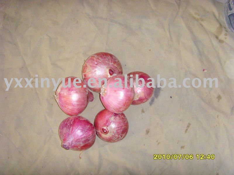 fresh onion