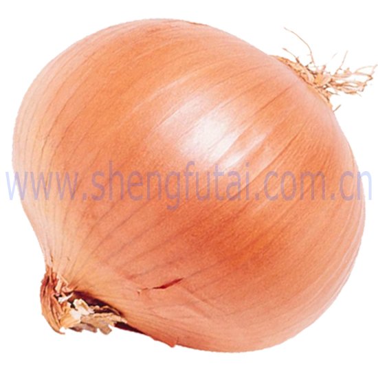 yellow fresh onion(new crop   big)