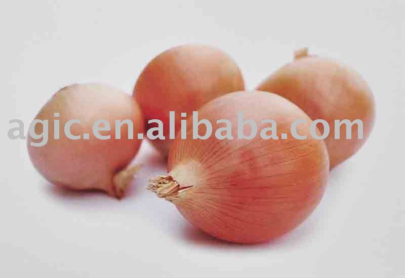 Fresh Onion