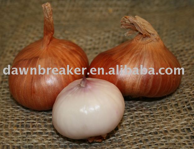 onion  (chinese onion  /shallot  )