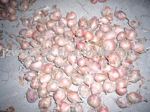  shallot   onion 