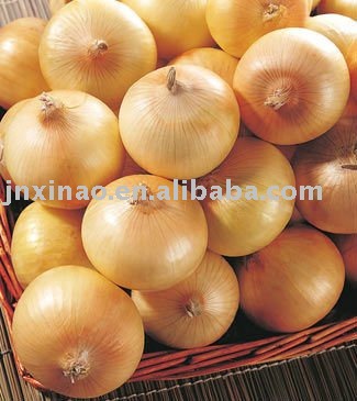 2010 Chinese green fresh shandong  onion