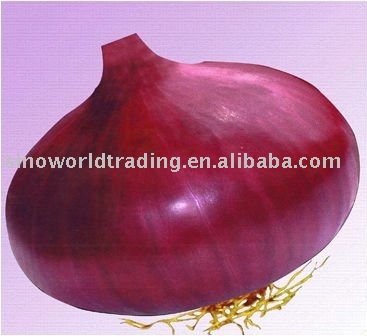 fresh red onion